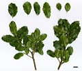 SpeciesSub: subsp. rivasmartinezii